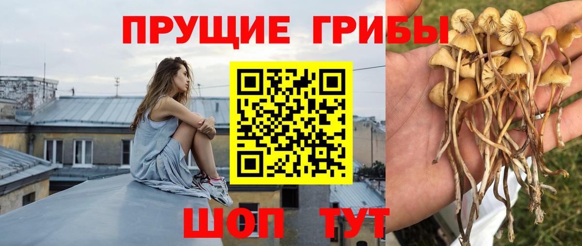 Псилоцибиновые грибы Psilocybe  Вход с VPN  где купить наркоту  Луга 